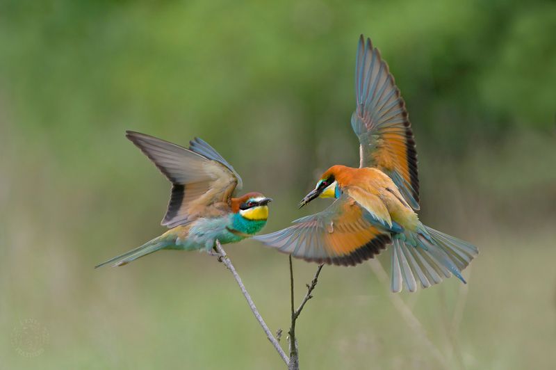 Щурки фото превью