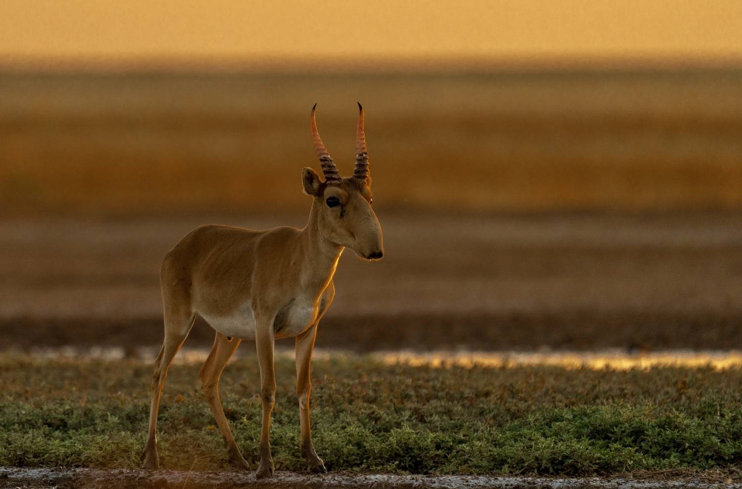 , Владимир Цветов