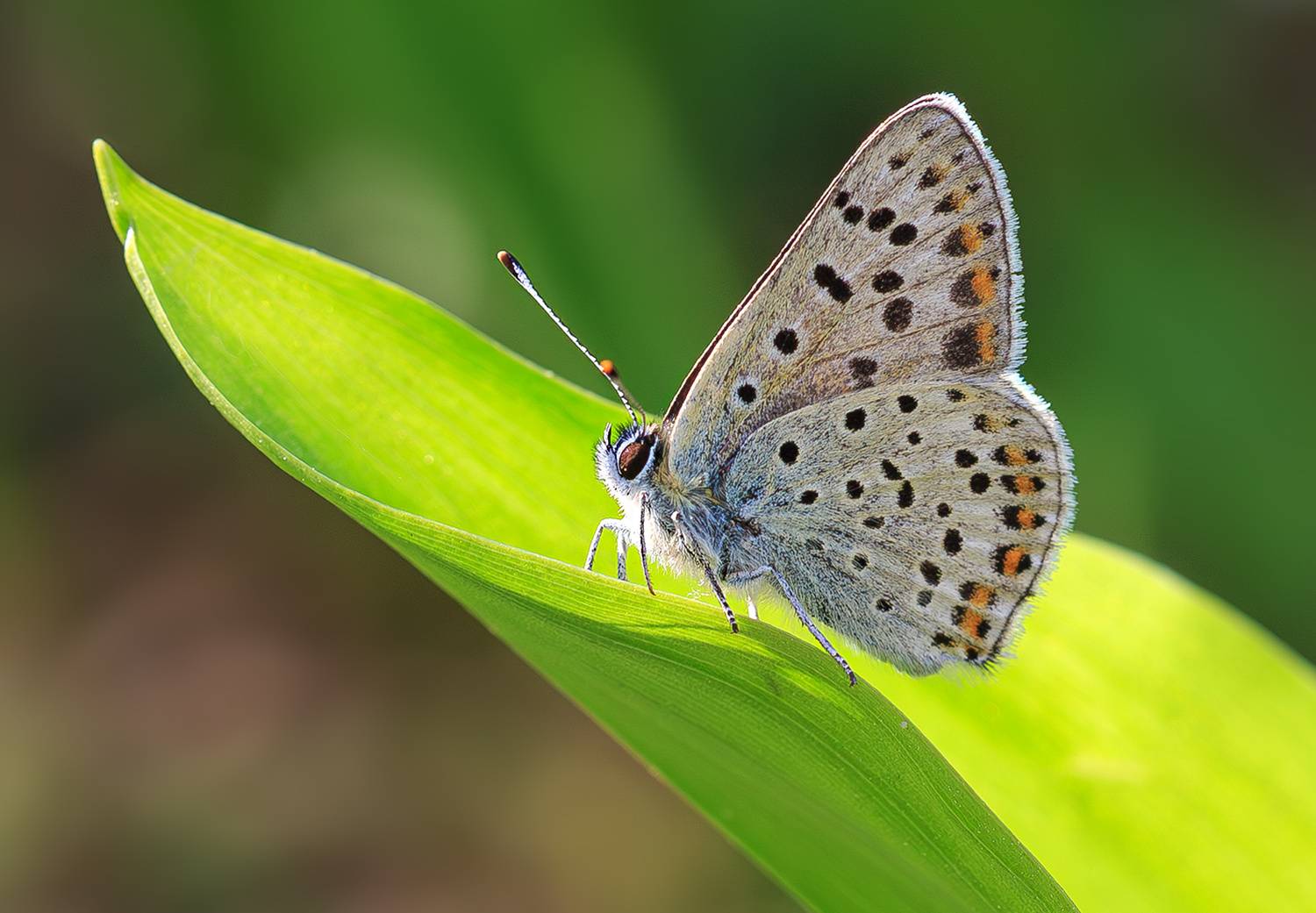 насекомые, бабочка, голубянка, червонец, бурый, весна, май, Борис Новиков