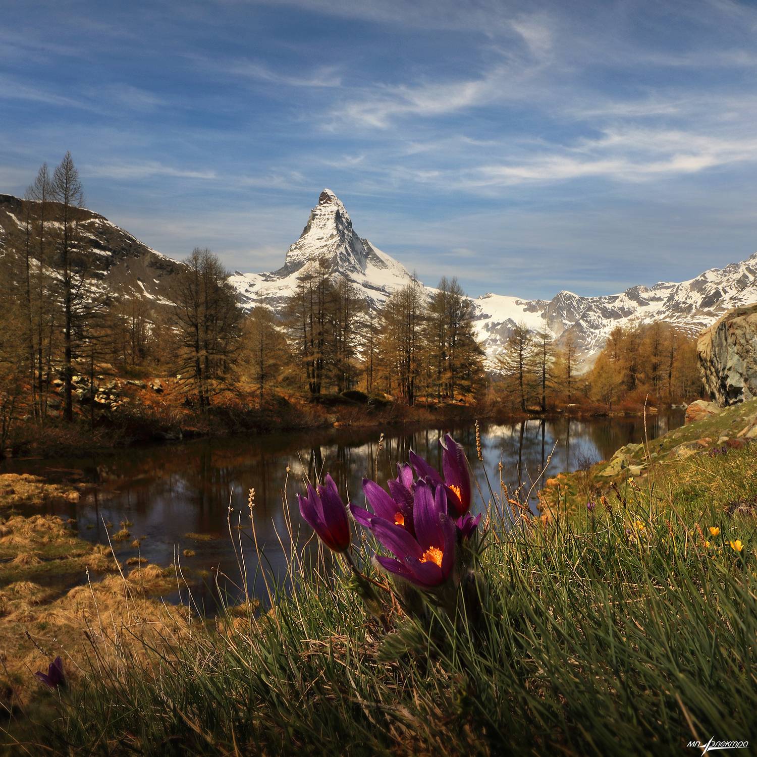 swiss, Матвеев Николай