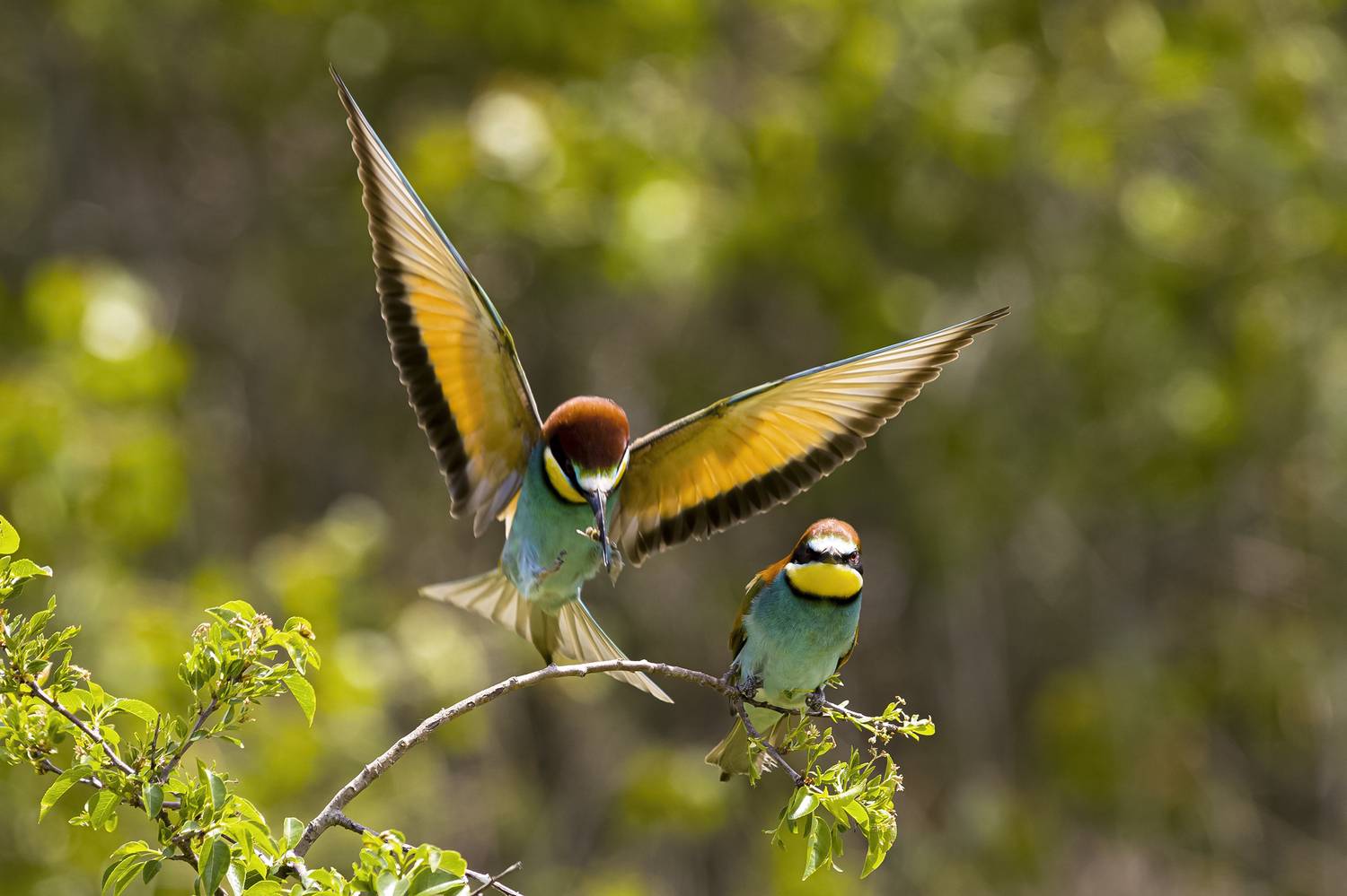 природа, Валерий Черняк