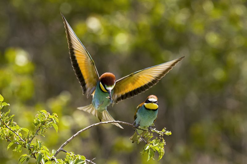 природа Щурки фото превью