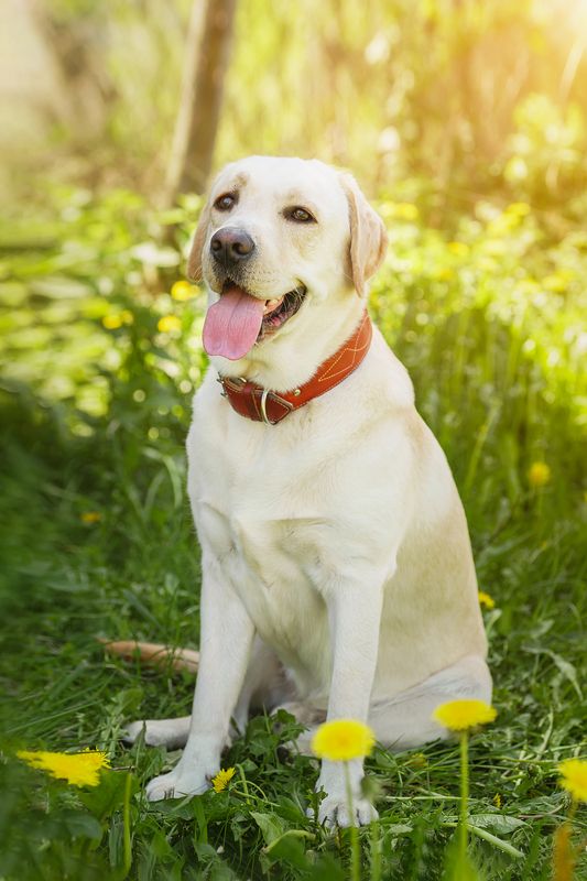 Алькор фото превью
