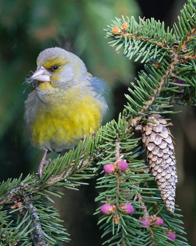 зеленушка, птицы, фото птиц, chloris chloris  фото превью