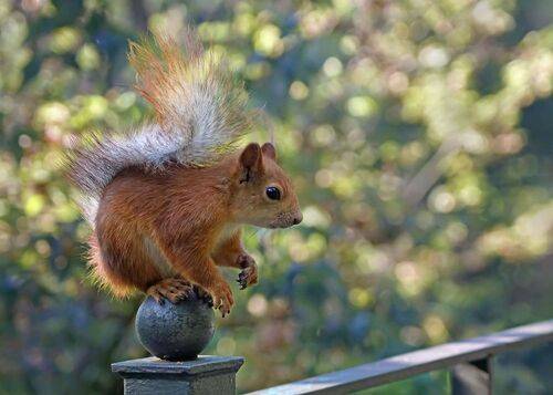 Белочка на шаре 