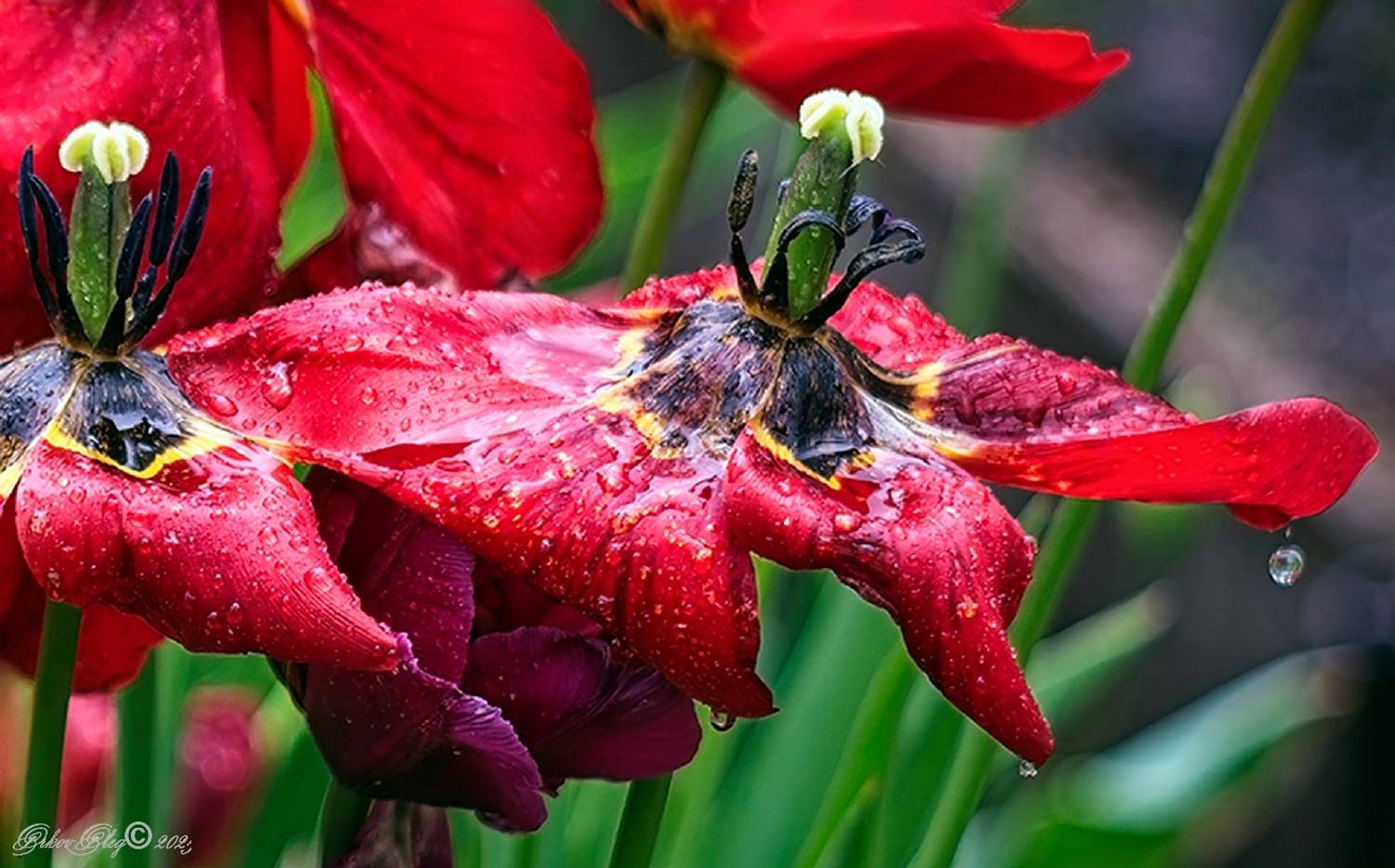 , Орлов Олег