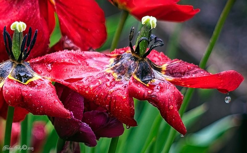 *** фото превью