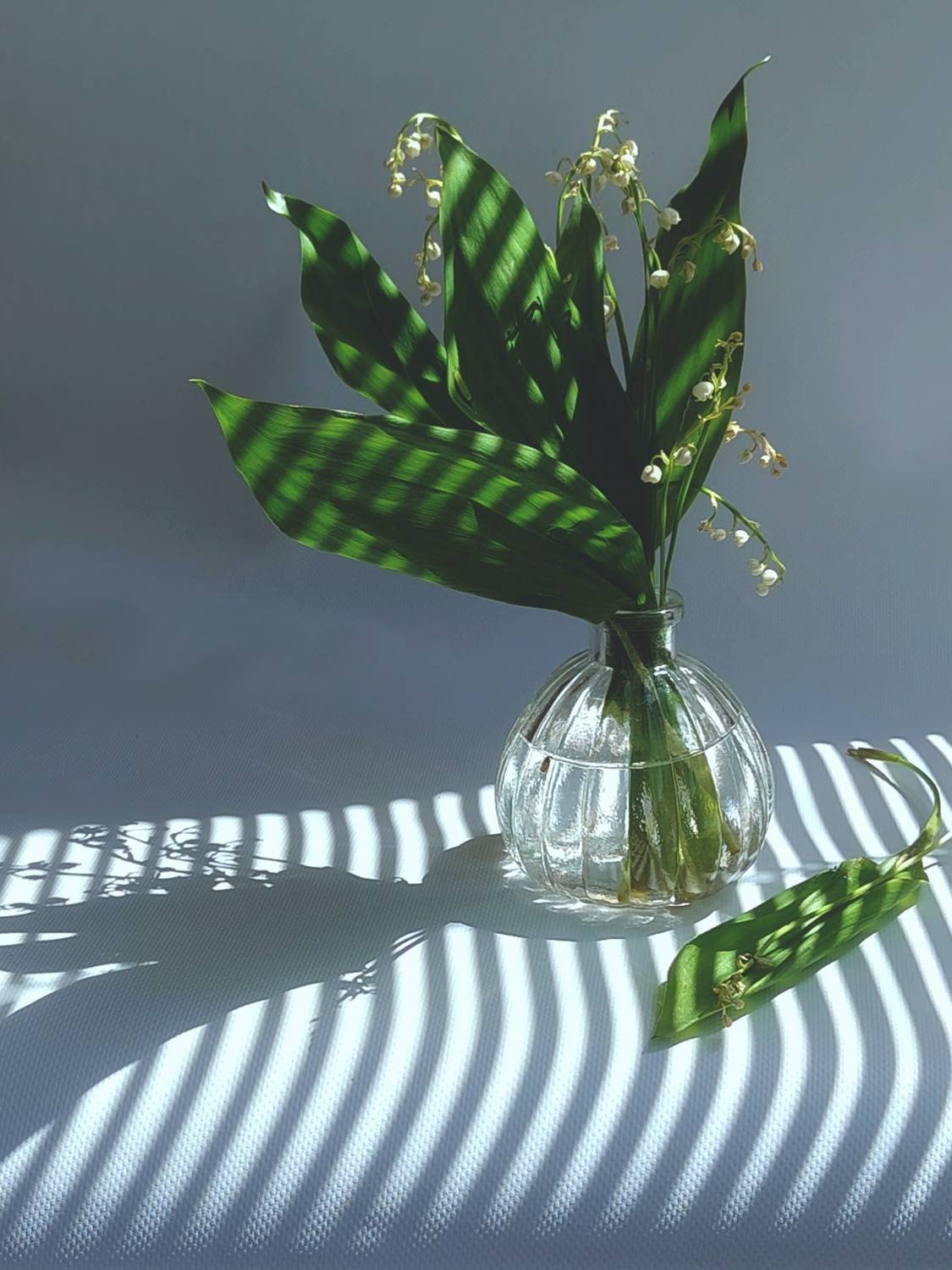 ландыши, ландыш, тень, Ирина Курмалеева