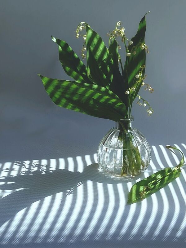 ландыши, ландыш, тень Ландыши фото превью