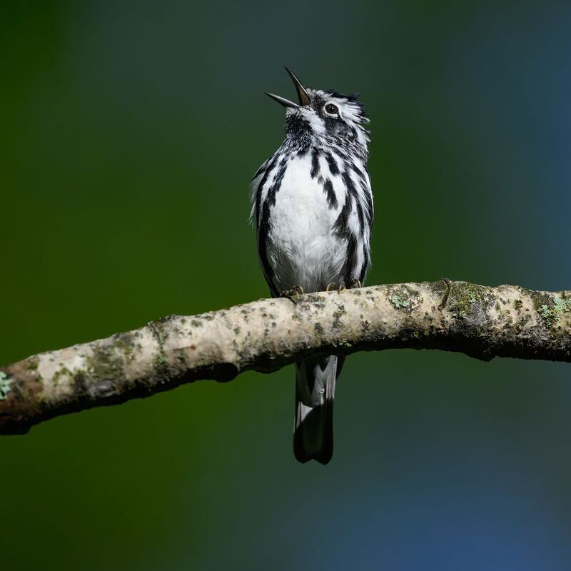 Black-and-white Warbler фото превью