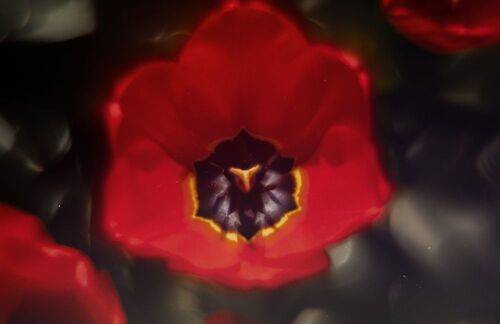 Иллюзии в тюльпановой обители.