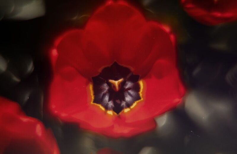 весна, природа, цветы, цветение, тюльпаны, алое, красное, атмосферное, красота, крымская весна, керченская весна, мануальное, винтажная оптика, эксперимент, экспериментальное, гелиос 44-2, керчь, крым, россия Иллюзии в тюльпановой обители. фото превью