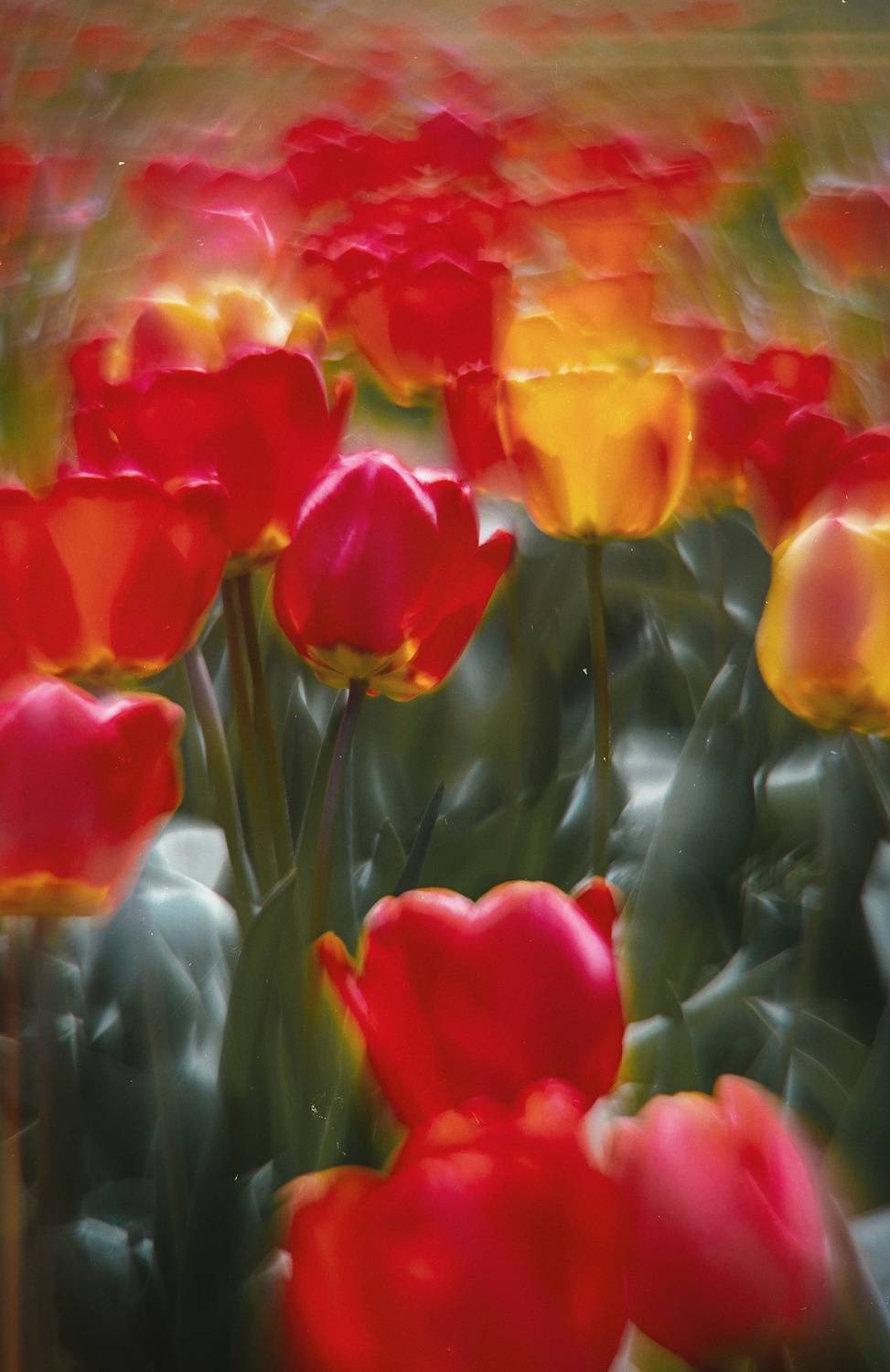 весна, природа, цветы, цветение, тюльпаны, алое, красное, атмосферное, красота, крымская весна, керченская весна, мануальное, винтажная оптика, эксперимент, экспериментальное, гелиос 44-2, керчь, крым, россия, Щербак Анатолий