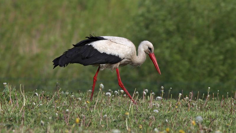 белый аист, аист, ciconia ciconia, white stork, stork Белый аист фото превью