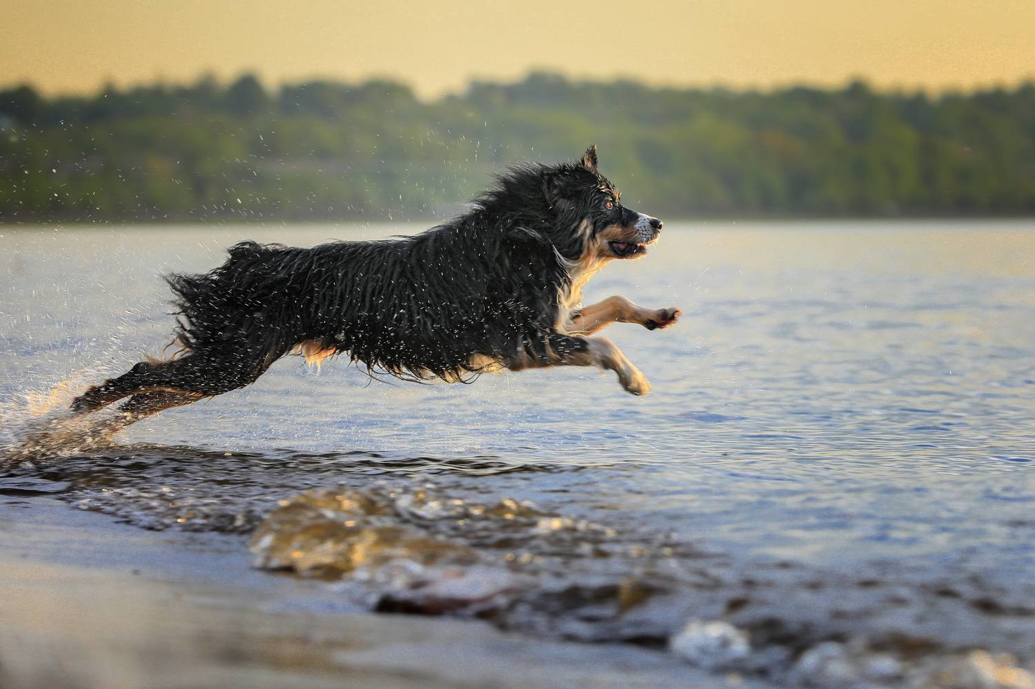 , Андрей Ершов