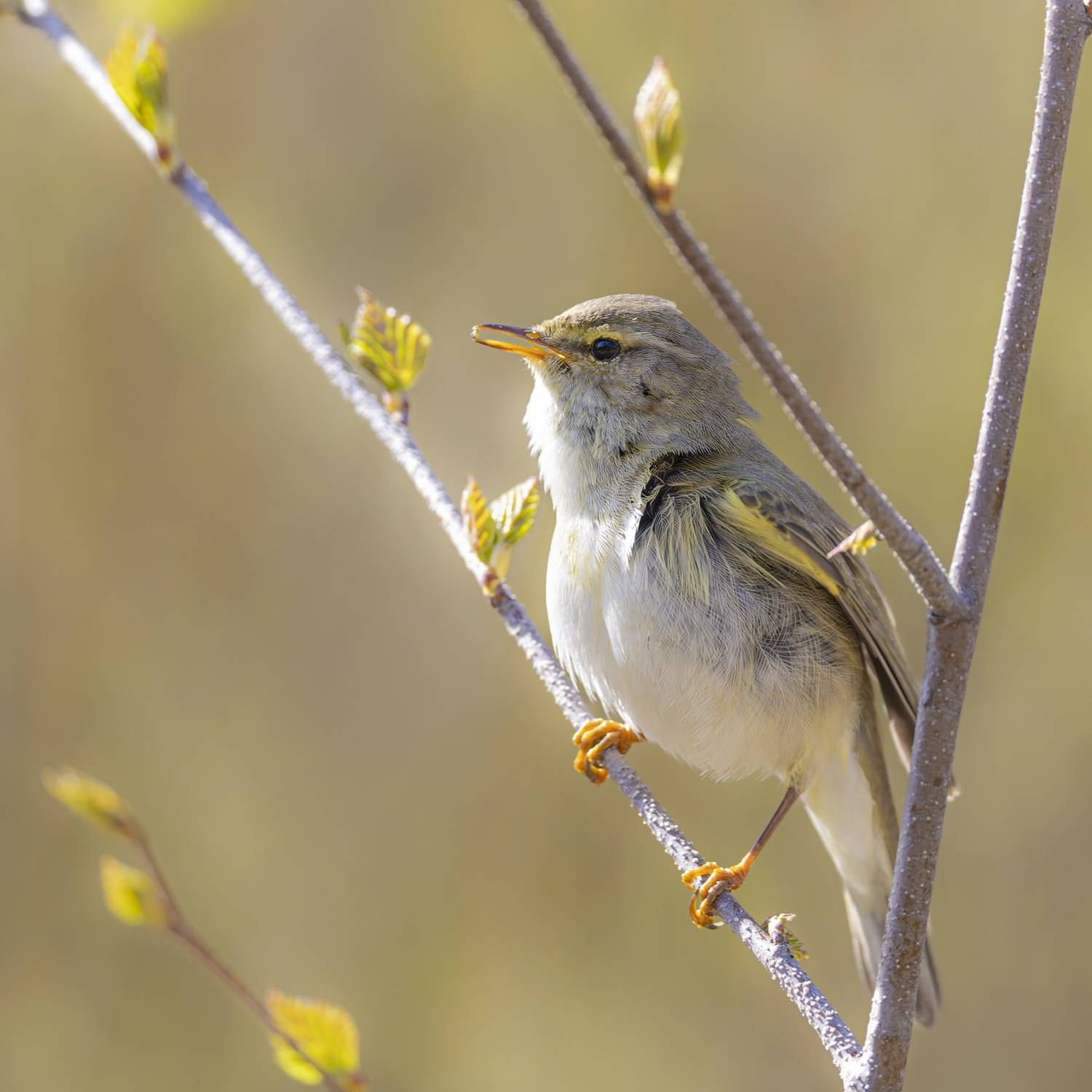 весничка, пеночка весничка, пеночка, птицы, Руслан Pl