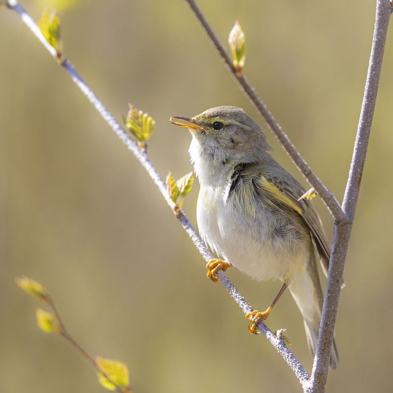 весничка, пеночка весничка, пеночка, птицы Весничка с добычей фото превью