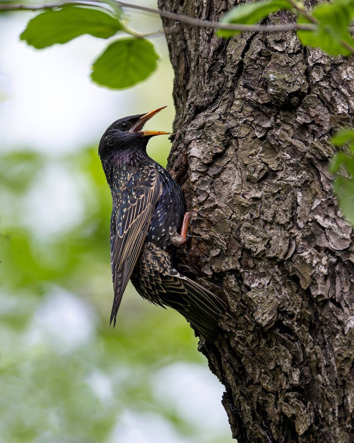скворец, птицы, гнездо, Руслан Pl
