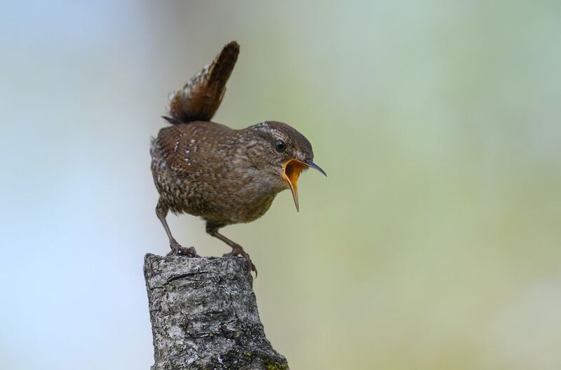 Winter wren фото превью