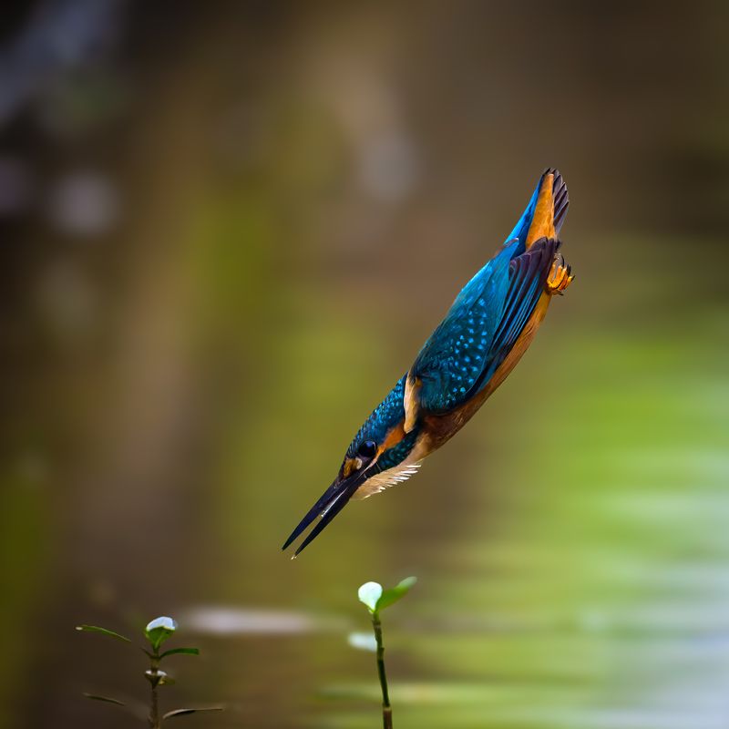 Dive like you mean it ! фото превью