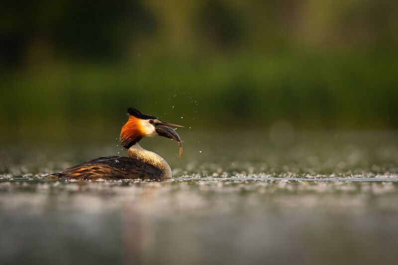 Закуска фото превью