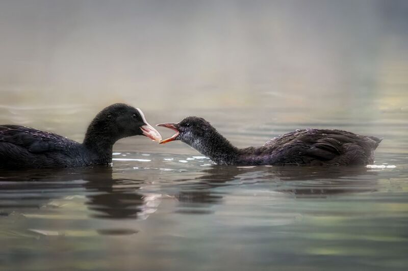 *** фото превью