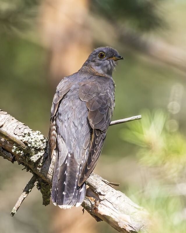 кукушка, птицы Кукушка фото превью