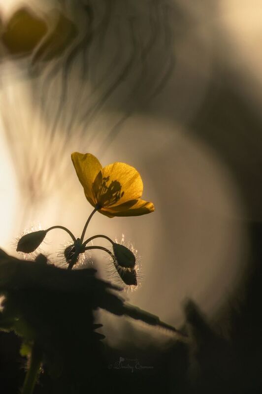 Где-то на лугу... фото превью