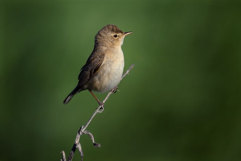 Тростниковая камышовка? фото превью