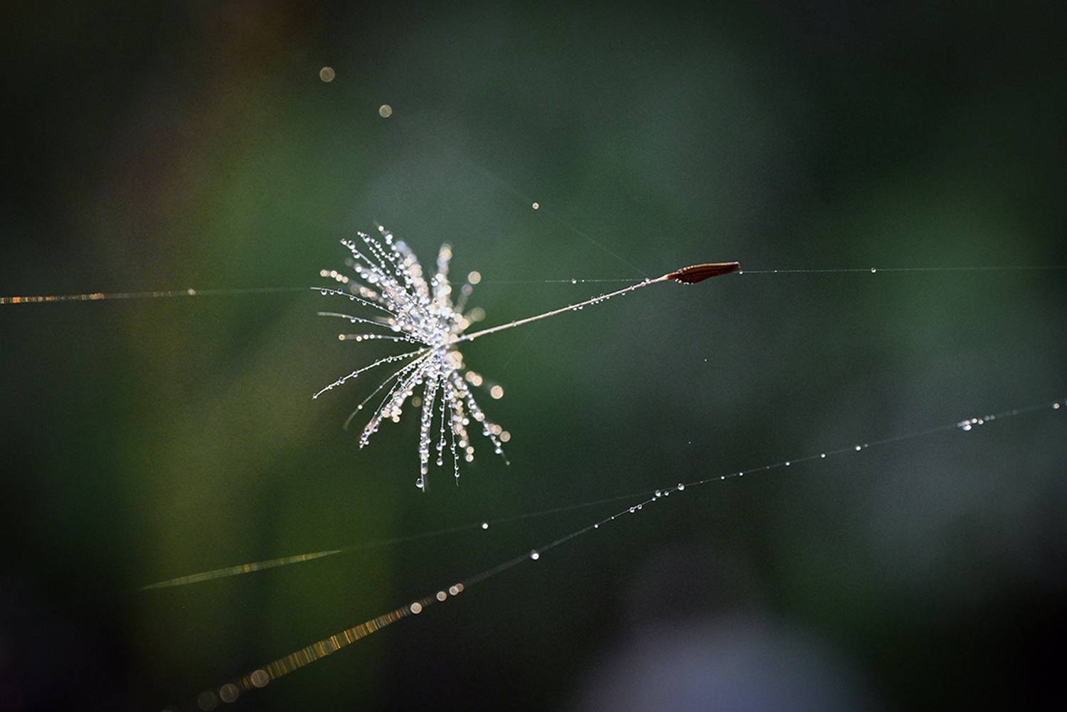 , Калёв Сергей