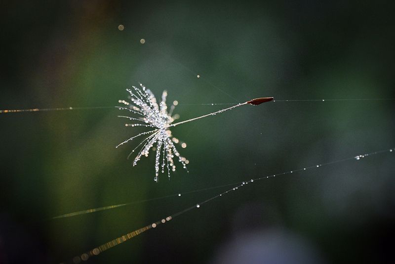 На ниточке фото превью