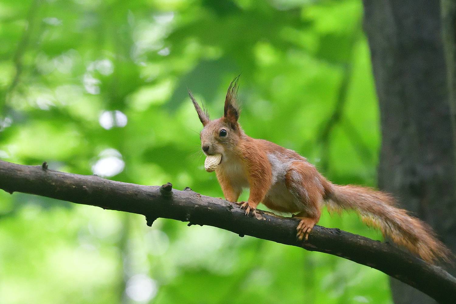 , Корнейчук Игорь