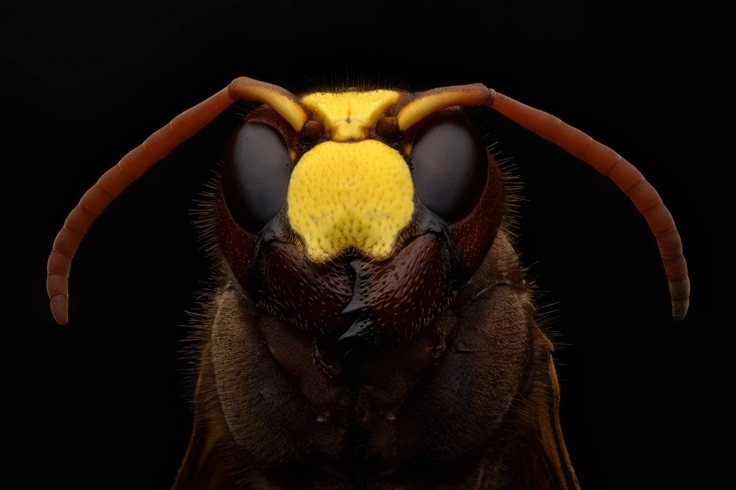 , Фруман Евгений