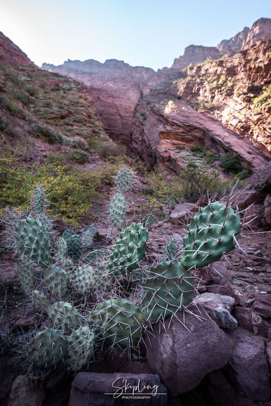 опунция, аргентина Опунции долины Кафайяте фото превью