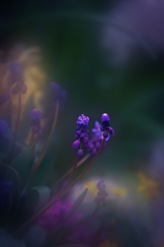 макро, macro, цветы, flower, весна, spring Мускари фото превью