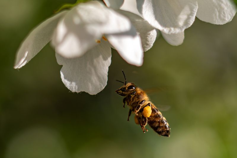 пчёлы Жуж жу жу фото превью