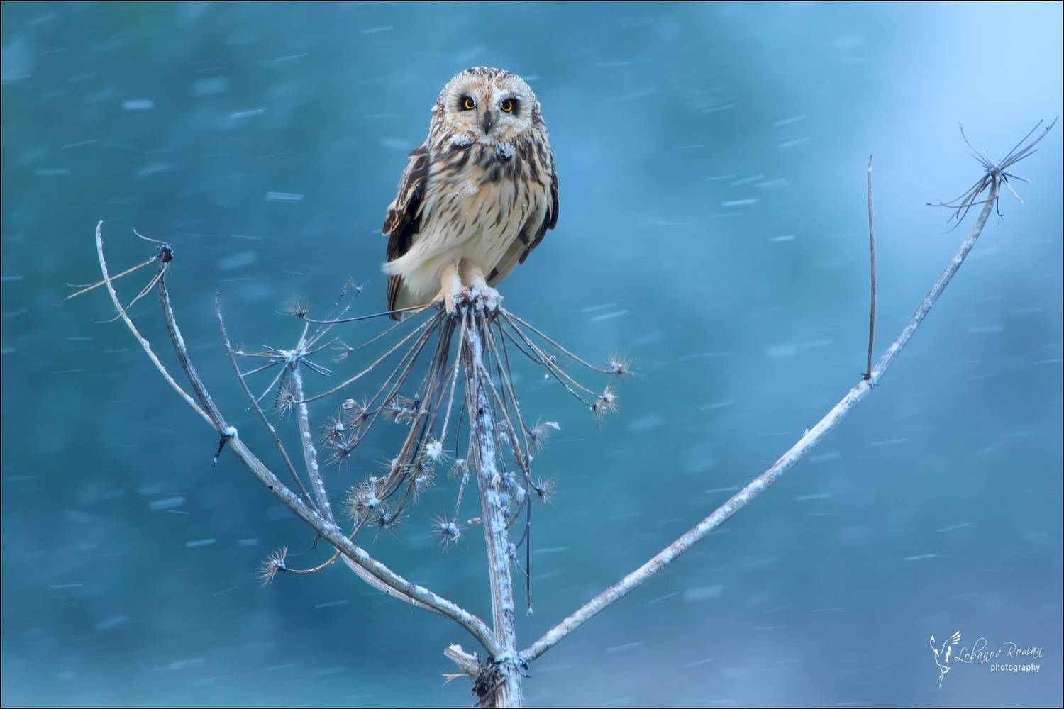 , Лобанов Роман