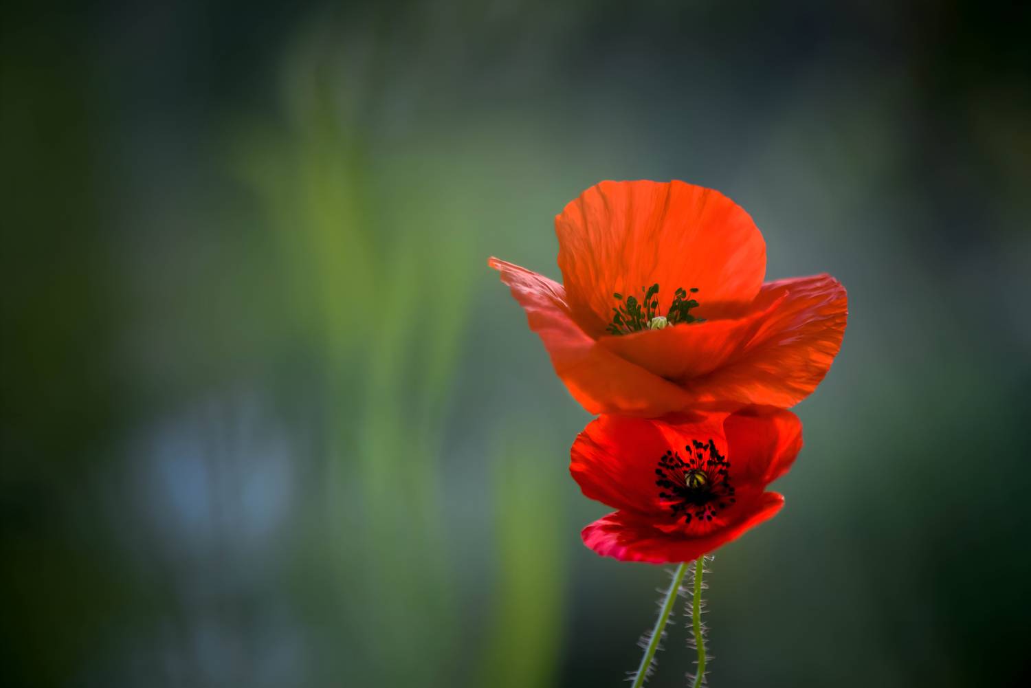 цветы, макро, природа, макрофото, макро-красота, поэзия природы, лес, вчувствование, созерцание, тишина, тишина покоя,  весна, Быканова Виктория