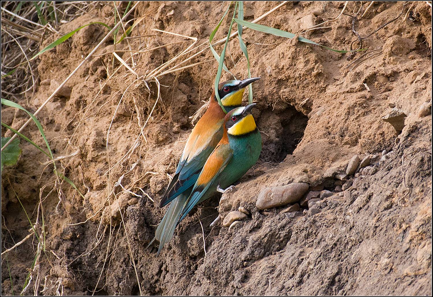 м.о. май, карьер, птица, АНАТОЛИЙ ДОВЫДЕНКО