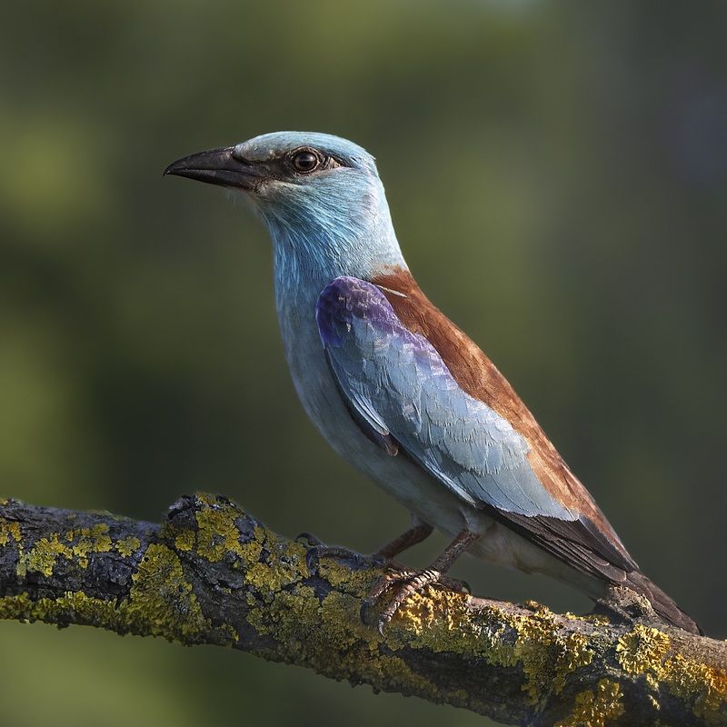 Синяя птица счастья фото превью