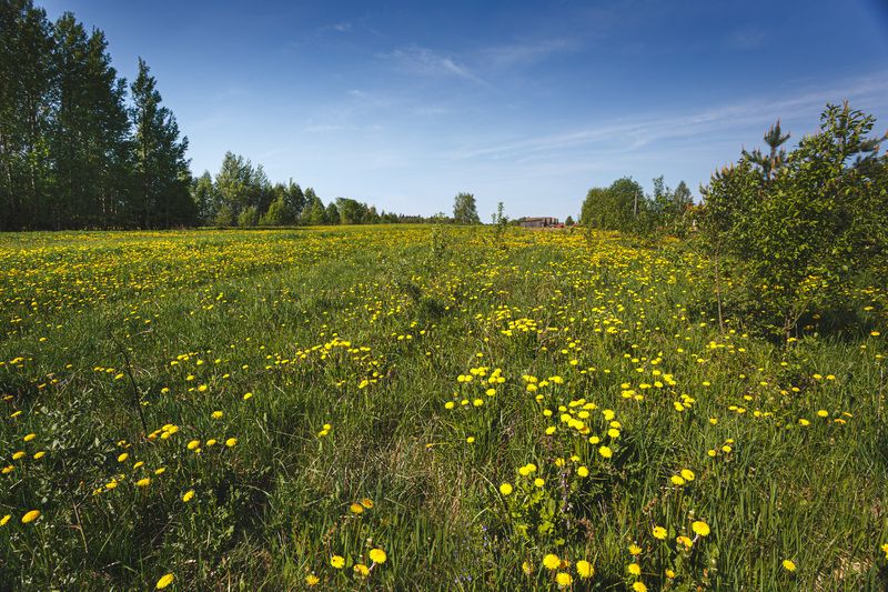 Смоленская обл. д.Торбеево Одуванчиково поле... фото превью