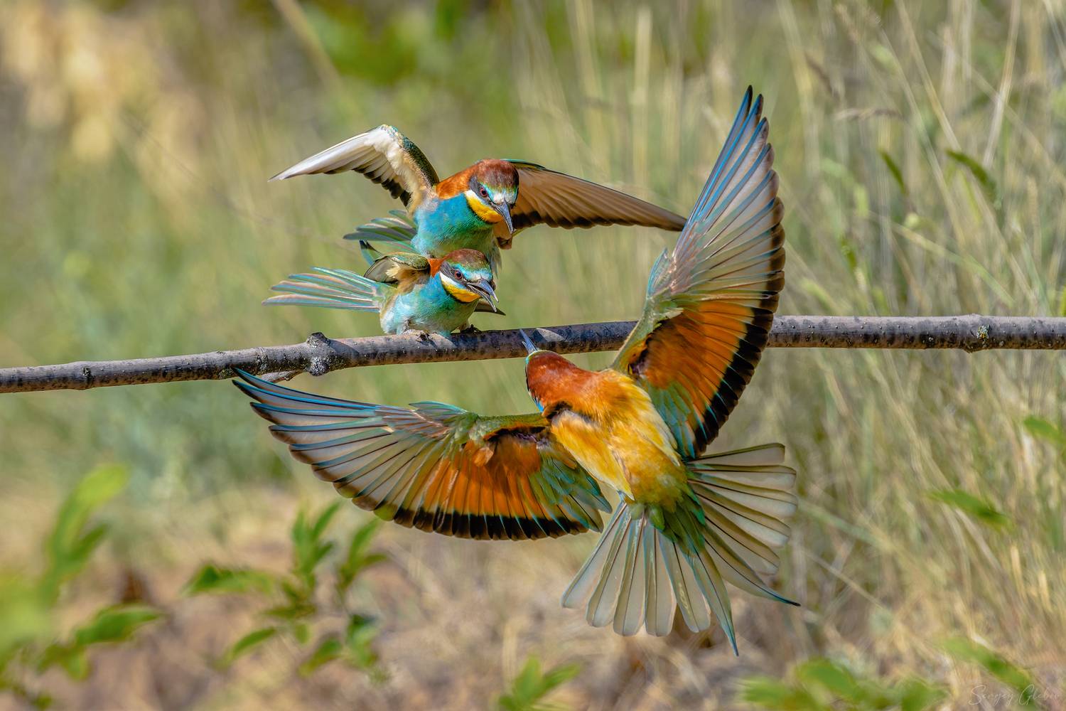 щурка, птицы, пернатые, Глебов Сергей