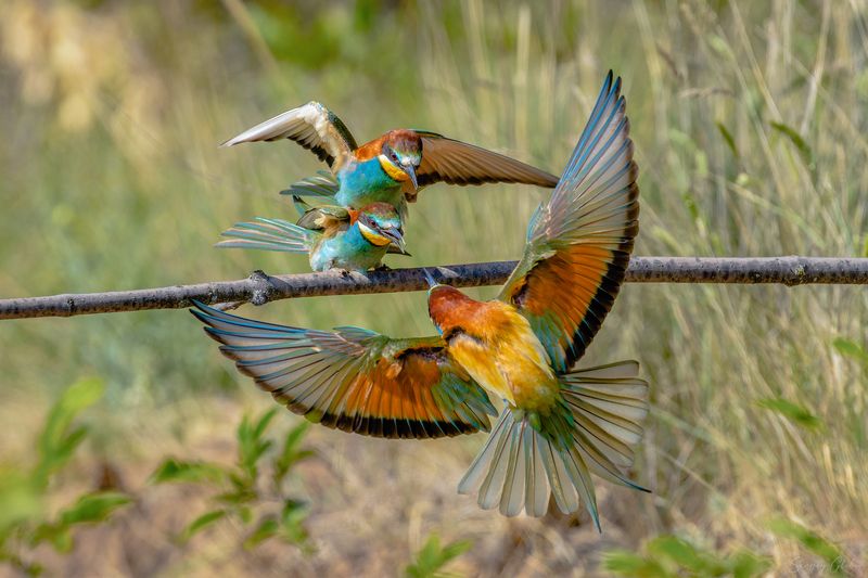 щурка, птицы, пернатые Любовь и соперничество фото превью