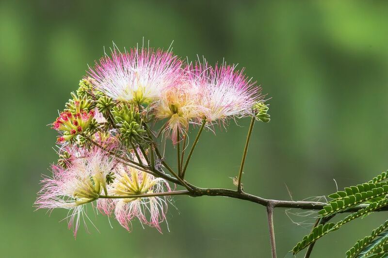 Мимоза шелковая фото превью