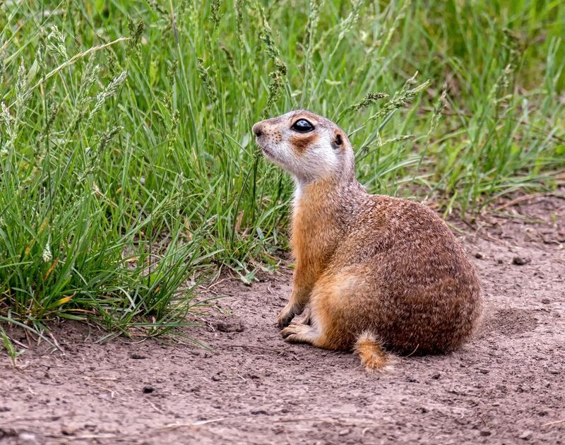 сусликкраснощёкий, Суслик краснощёкий (4 ФОТО) фото превью