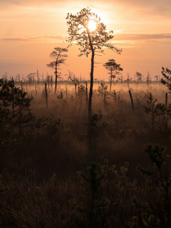 Спакой балоцістых  фото превью