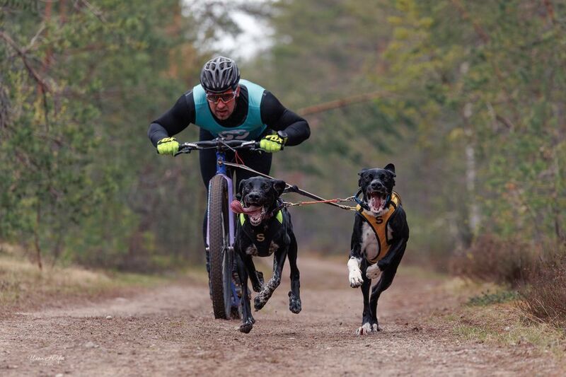 скутер, ездовойспорт, собака Белые ночи 2025 фото превью