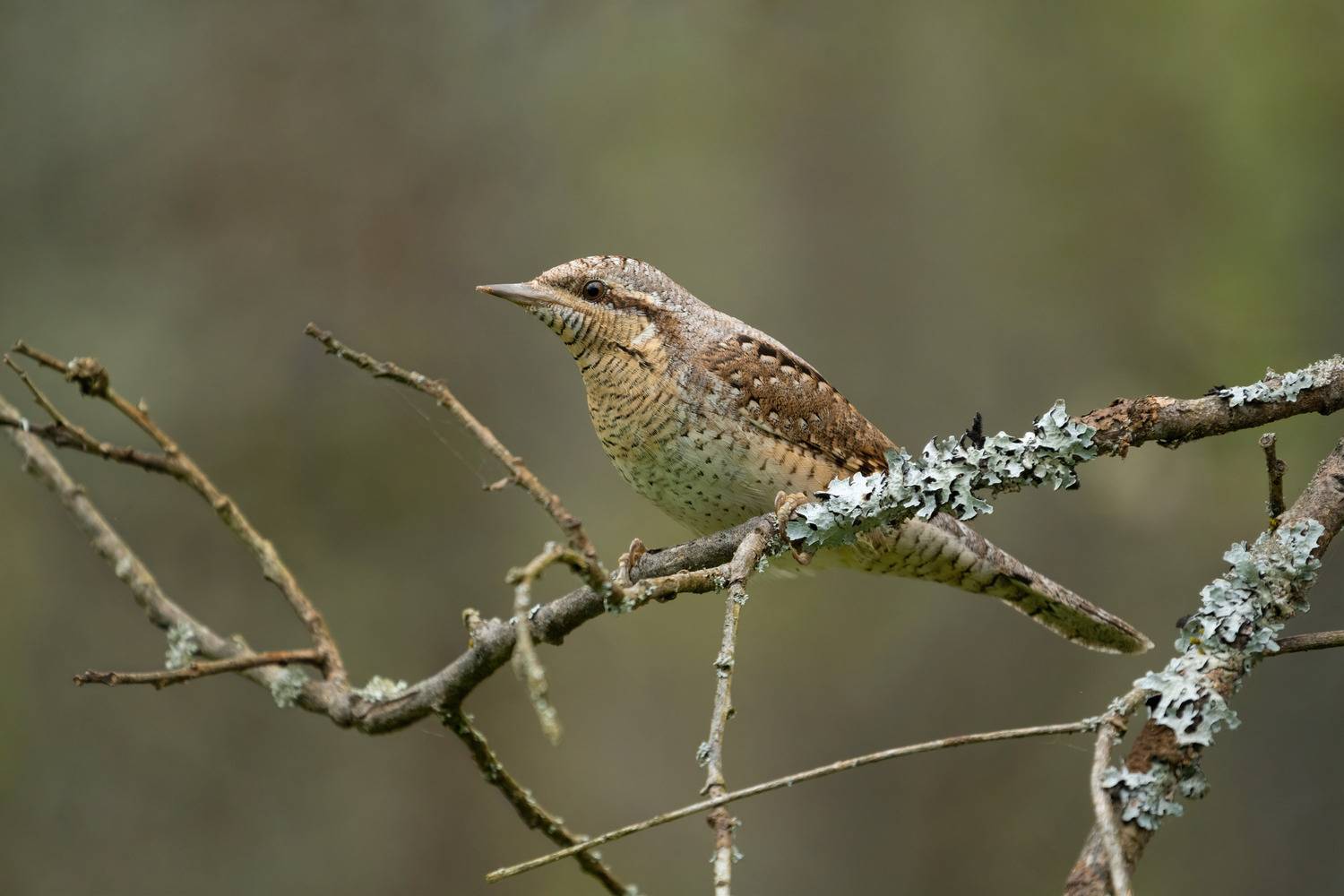 , Юрий Андреев