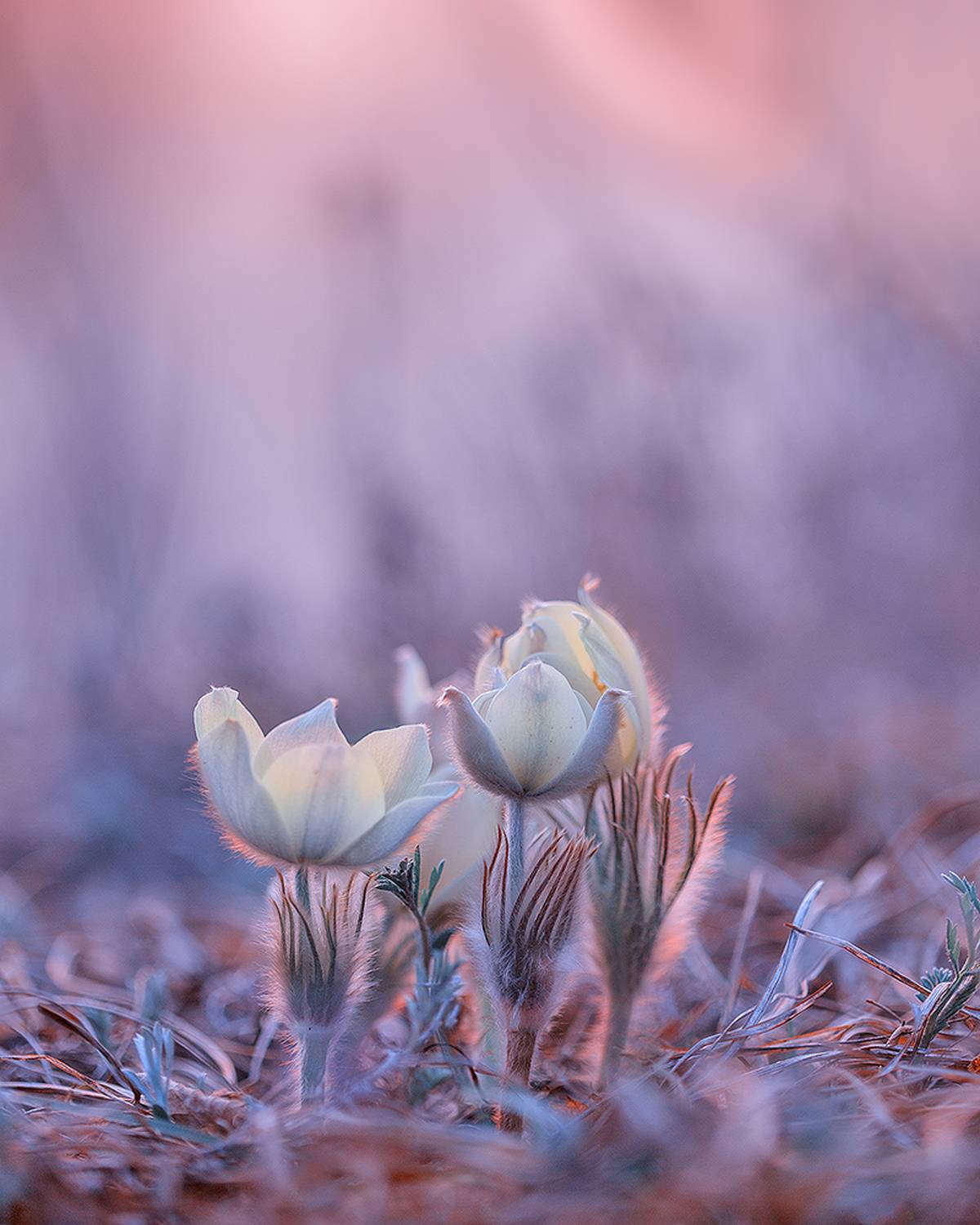 макро, природа, боке, цветы, сон-трава, прострел, подснежник, лес, весна, май, macro, nature, flowers, Sokolova Tatiana