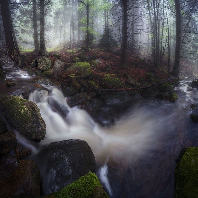 landscape, nature, scenery, forest, wood, mist, misty, fog, foggy, river, longexposure, mountain, rocks, vitosha, bulgaria, туман, лес Spring in the forest фото превью